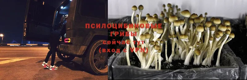 Галлюциногенные грибы MAGIC MUSHROOMS  Беслан 